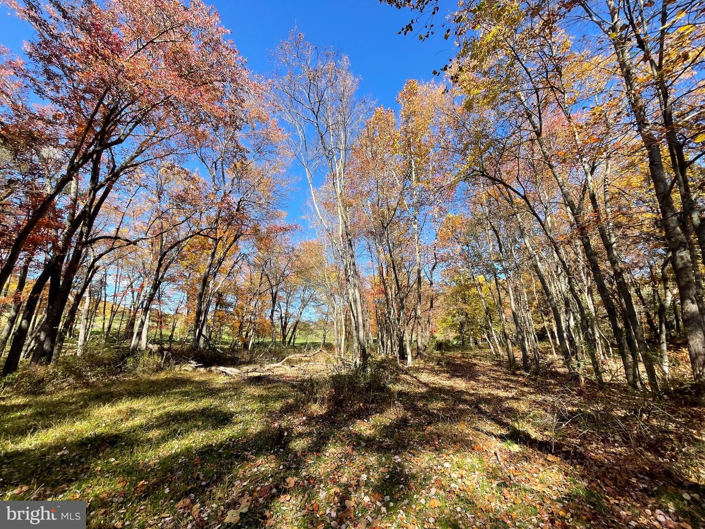 LOT 63 BUCK MOUNTAIN RD, BENTONVILLE, Virginia 22610, ,Land,For sale,LOT 63 BUCK MOUNTAIN RD,VAWR2009204 MLS # VAWR2009204