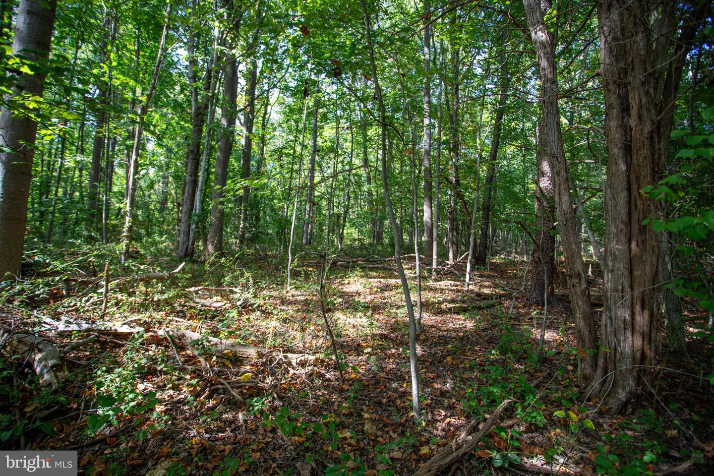 TBD JACKSON LANE, BOSTON, Virginia 22713, ,Land,For sale,TBD JACKSON LANE,VARP2001996 MLS # VARP2001996