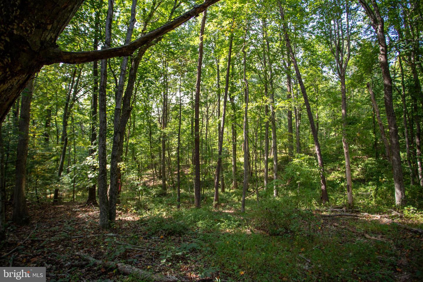 TBD JACKSON LANE, BOSTON, Virginia 22713, ,Land,For sale,TBD JACKSON LANE,VARP2001996 MLS # VARP2001996