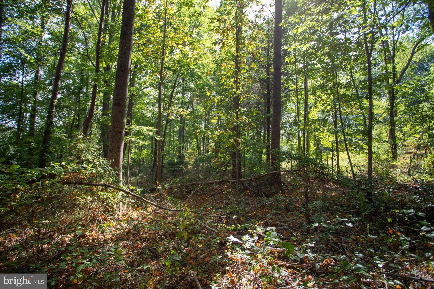 TBD JACKSON LANE, BOSTON, Virginia 22713, ,Land,For sale,TBD JACKSON LANE,VARP2001996 MLS # VARP2001996