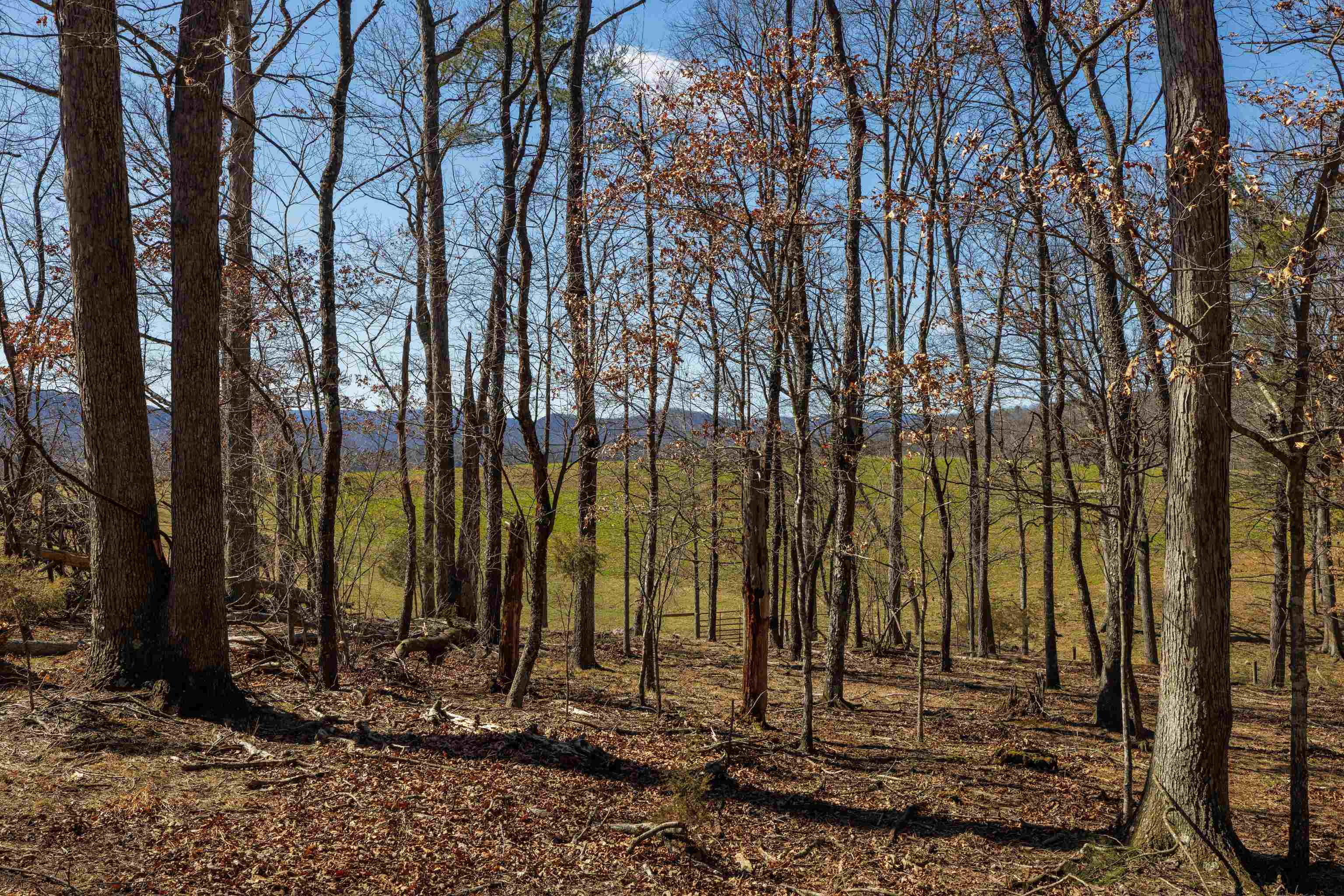 TBD HOLLOW RD, FULKS RUN, Virginia 22830, ,Land,TBD HOLLOW RD,661882 MLS # 661882