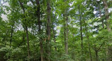 00 LEVEL HILL RD, LURAY, Virginia 22835, ,Land,For sale,00 LEVEL HILL RD,VAPA2004590 MLS # VAPA2004590