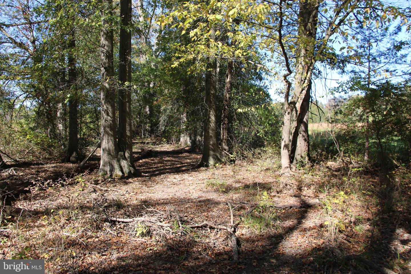 SADLICK LOT S RD, STRASBURG, Virginia 22657, ,Land,For sale,SADLICK LOT S RD,VAWR2009874 MLS # VAWR2009874