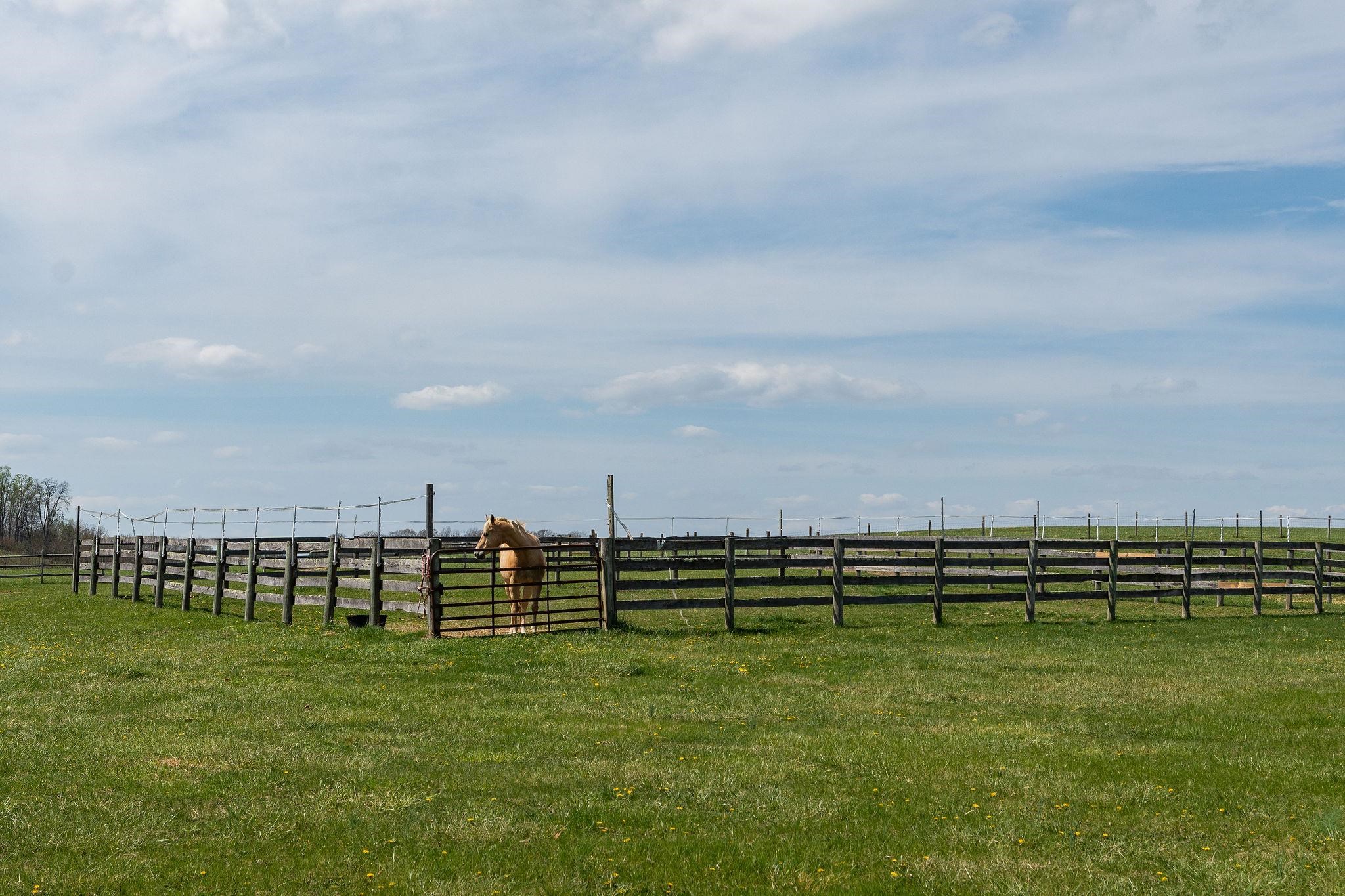 309 OLD B AND O RD, STEELES TAVERN, Virginia 24476, ,Farm,Rustic Ridge Farm,309 OLD B AND O RD,663204 MLS # 663204