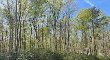 LOT 16 PINE HARBOUR DRIVE, MINERAL, Virginia 23117, ,Land,For sale,LOT 16 PINE HARBOUR DRIVE,VALA2007678 MLS # VALA2007678