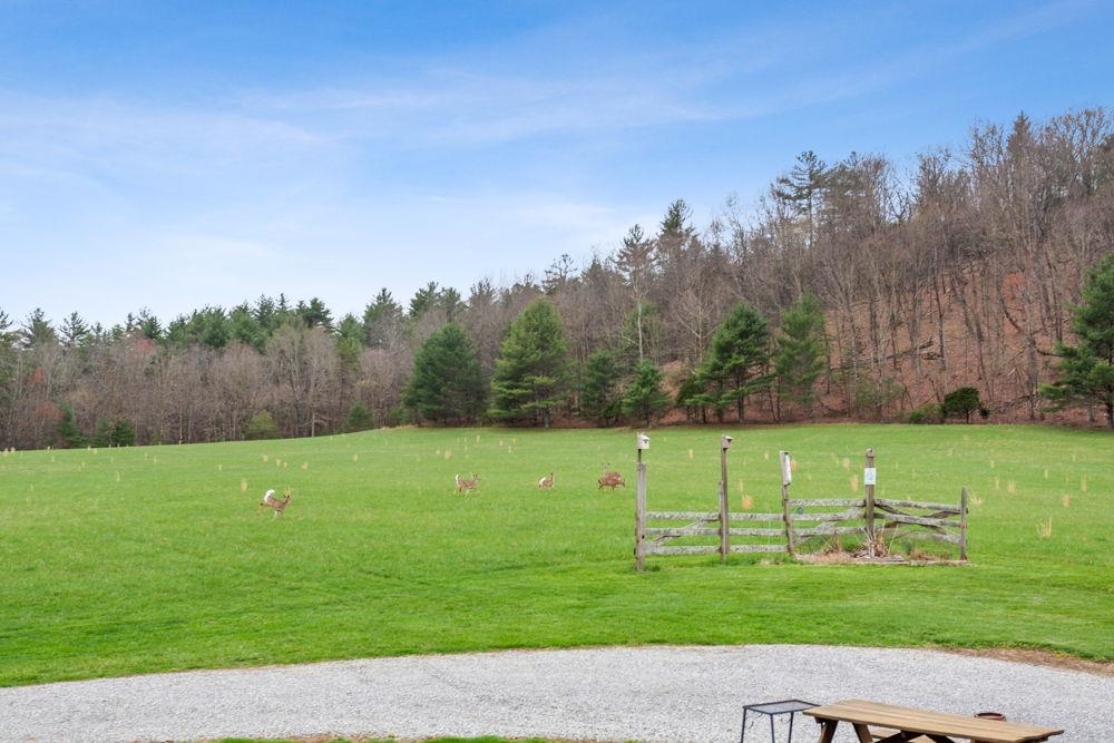 of field with deer feeding.