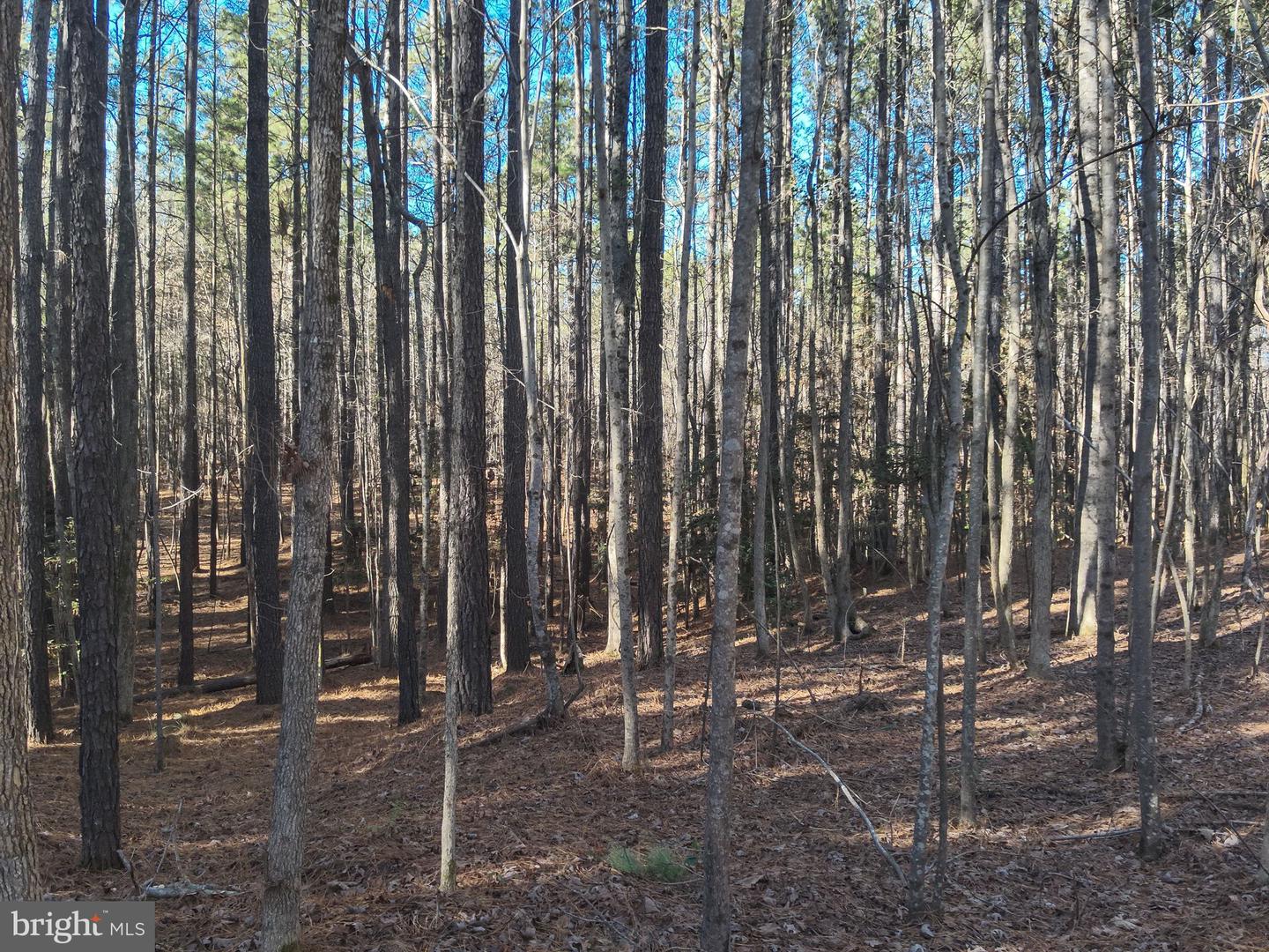 0 COUNTRY LN, GASBURG, Virginia 23857, ,Land,For sale,0 COUNTRY LN,VABW2000072 MLS # VABW2000072
