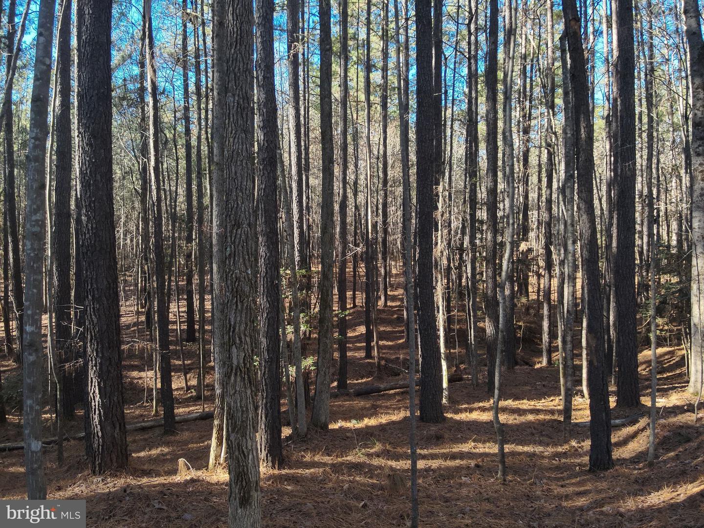 0 COUNTRY LN, GASBURG, Virginia 23857, ,Land,For sale,0 COUNTRY LN,VABW2000072 MLS # VABW2000072