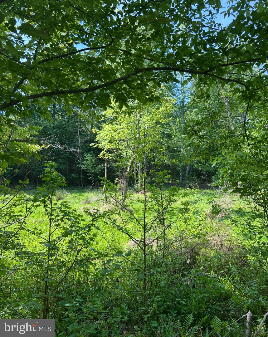 LOT 3 WALLACE STREET, WARSAW, Virginia 22572, ,Land,For sale,LOT 3 WALLACE STREET,VARV2000492 MLS # VARV2000492