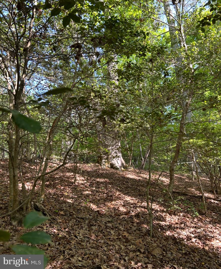 LOT 3 WALLACE STREET, WARSAW, Virginia 22572, ,Land,For sale,LOT 3 WALLACE STREET,VARV2000492 MLS # VARV2000492