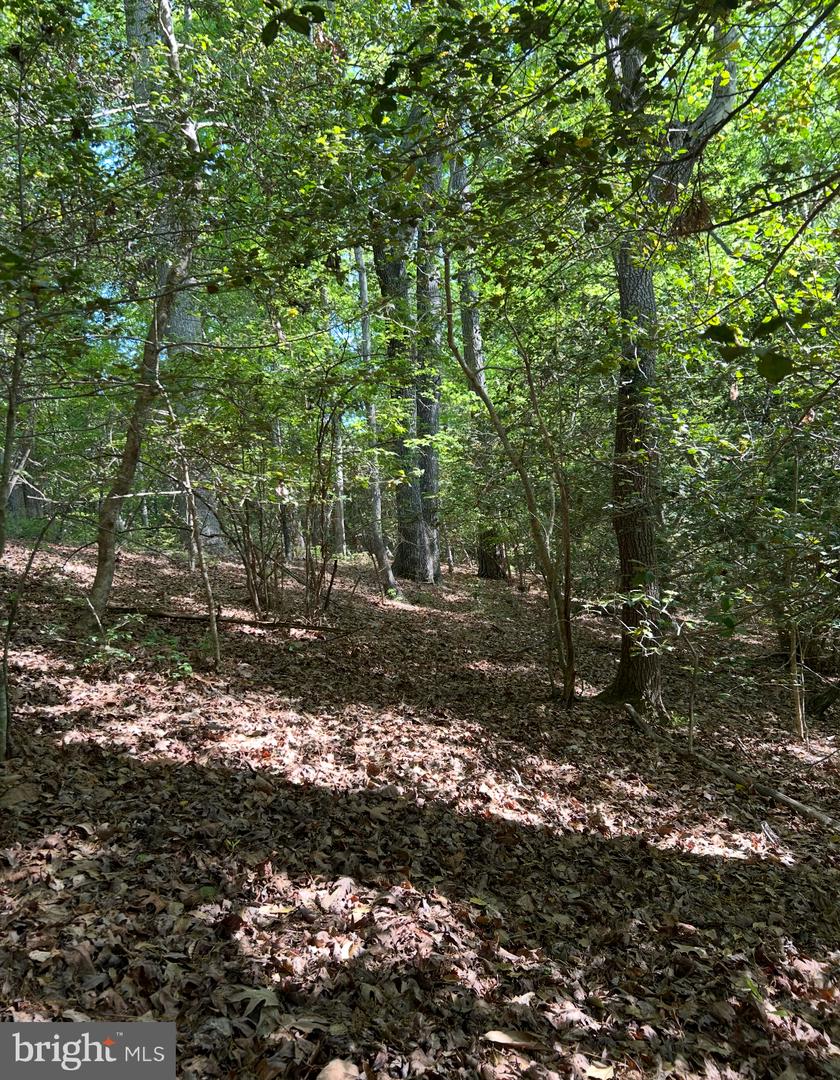 LOT 3 WALLACE STREET, WARSAW, Virginia 22572, ,Land,For sale,LOT 3 WALLACE STREET,VARV2000492 MLS # VARV2000492