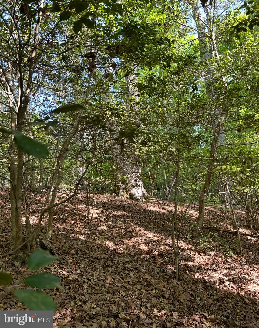 LOT 1 WALLACE STREET, WARSAW, Virginia 22572, ,Land,For sale,LOT 1 WALLACE STREET,VARV2000494 MLS # VARV2000494