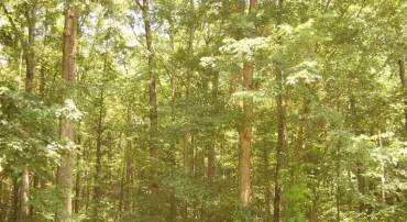 8832 PAMUNKEY RD, SPOTSYLVANIA, Virginia 22551, ,Land,For sale,8832 PAMUNKEY RD,VASP2032696 MLS # VASP2032696