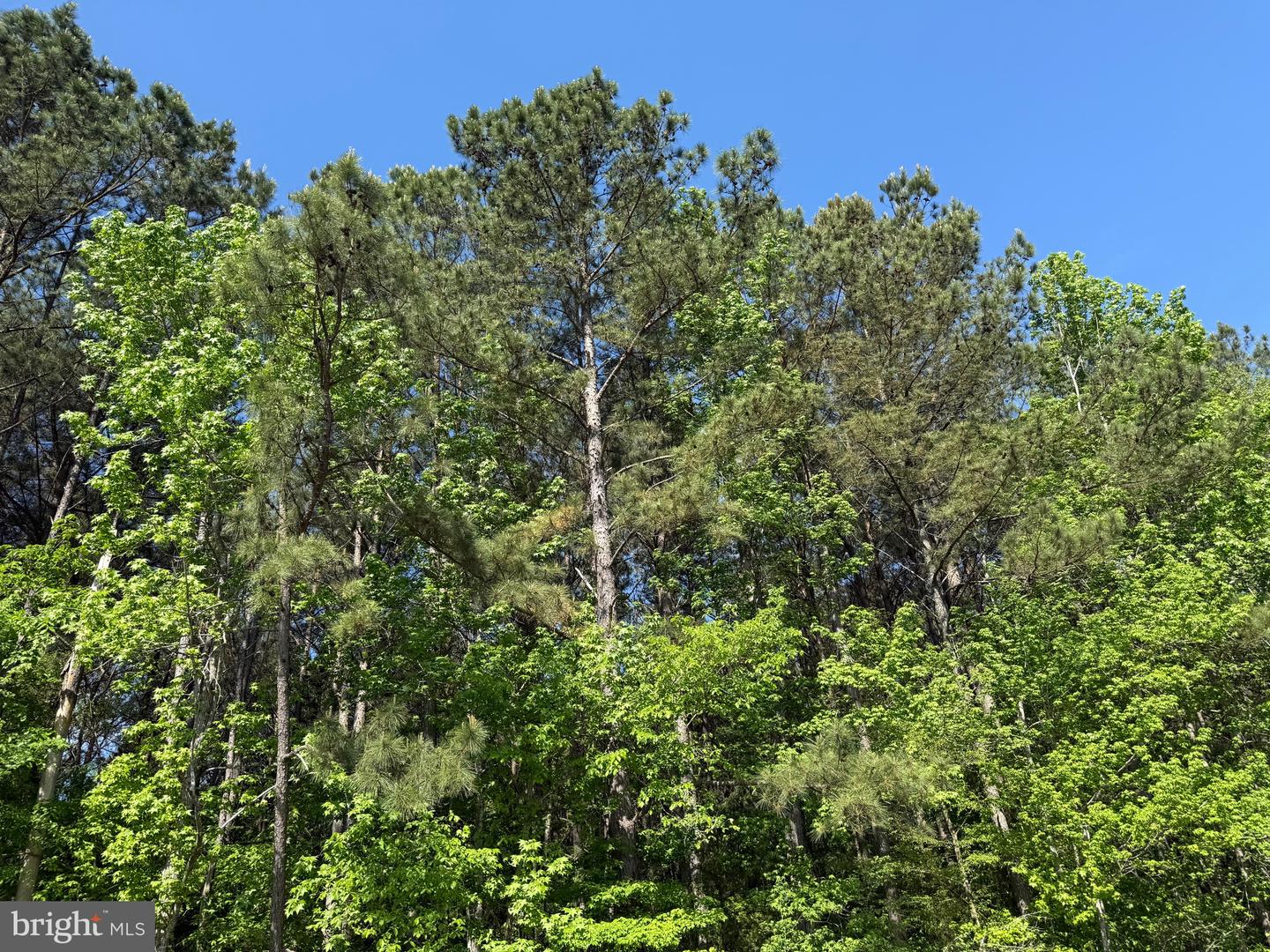 TBD CRAIG MILL RD, SOUTH HILL, Virginia 23970, ,Land,For sale,TBD CRAIG MILL RD,VALB2000044 MLS # VALB2000044