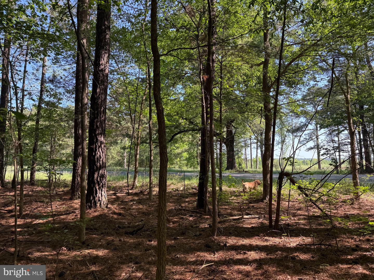 TBD CRAIG MILL RD, SOUTH HILL, Virginia 23970, ,Land,For sale,TBD CRAIG MILL RD,VALB2000044 MLS # VALB2000044