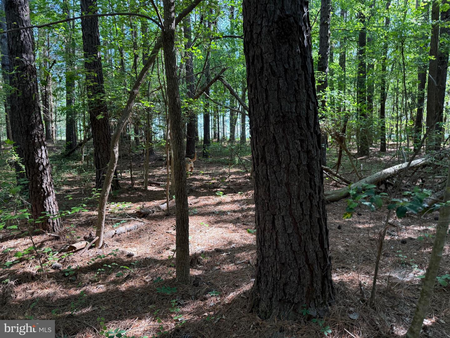 TBD CRAIG MILL RD, SOUTH HILL, Virginia 23970, ,Land,For sale,TBD CRAIG MILL RD,VALB2000044 MLS # VALB2000044