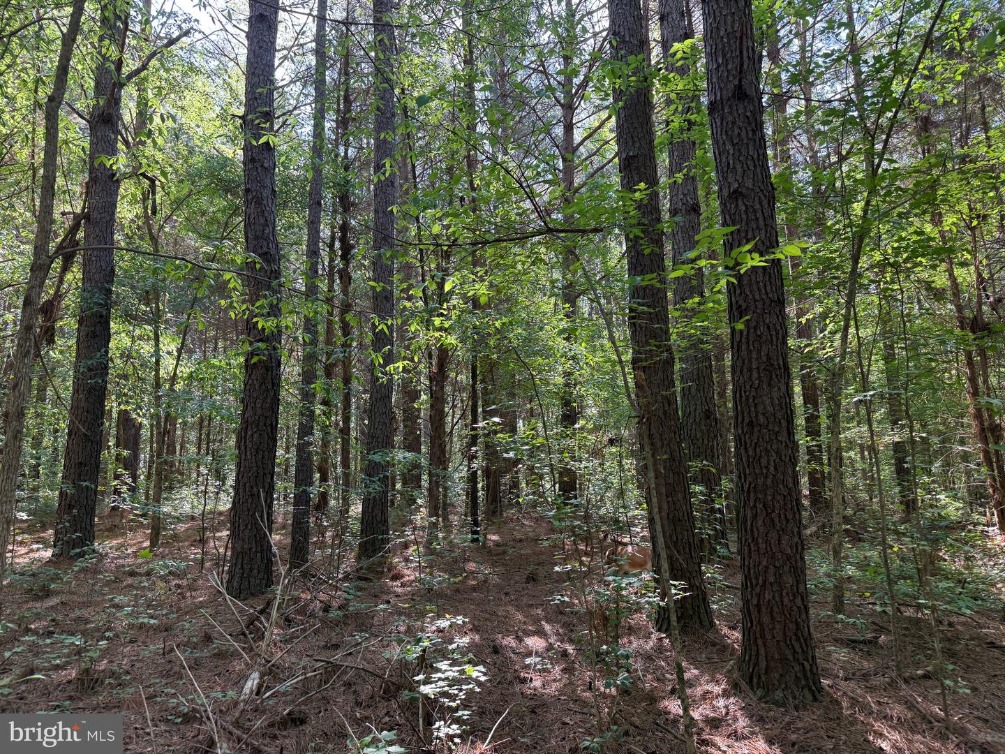 TBD CRAIG MILL RD, SOUTH HILL, Virginia 23970, ,Land,For sale,TBD CRAIG MILL RD,VALB2000044 MLS # VALB2000044