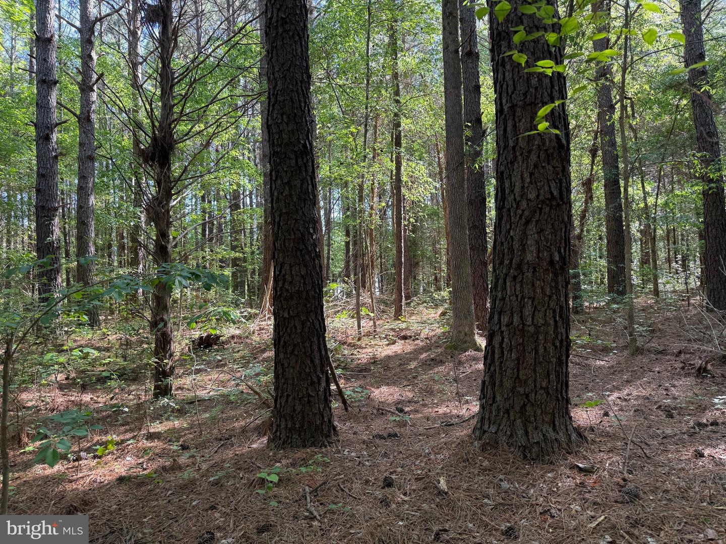 TBD CRAIG MILL RD, SOUTH HILL, Virginia 23970, ,Land,For sale,TBD CRAIG MILL RD,VALB2000044 MLS # VALB2000044