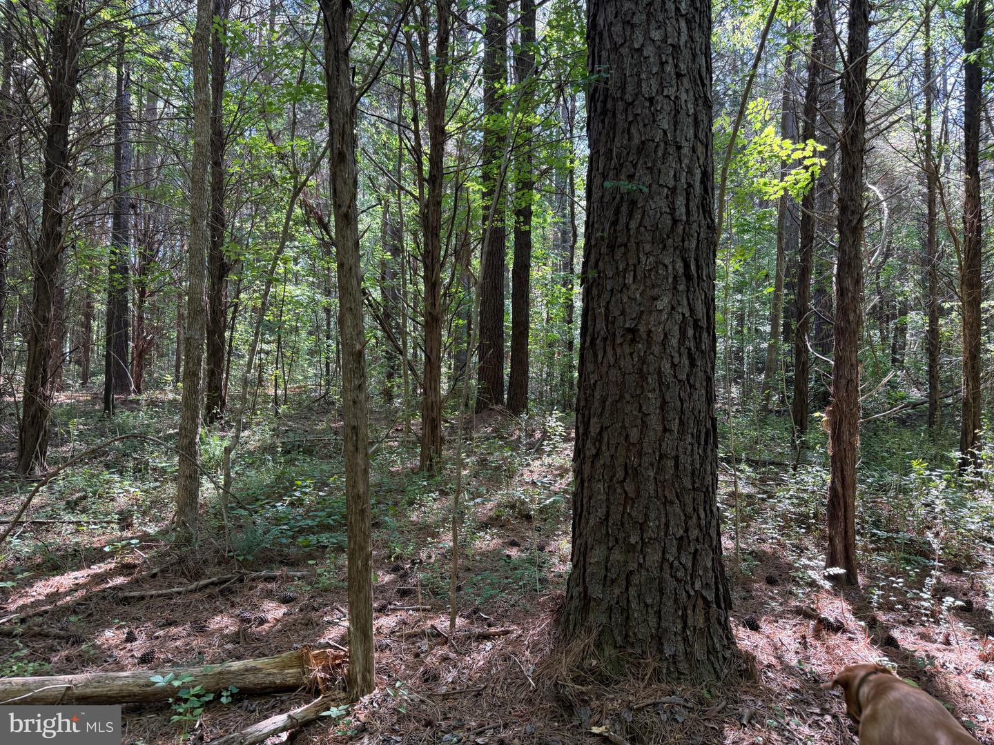 TBD CRAIG MILL RD, SOUTH HILL, Virginia 23970, ,Land,For sale,TBD CRAIG MILL RD,VALB2000044 MLS # VALB2000044