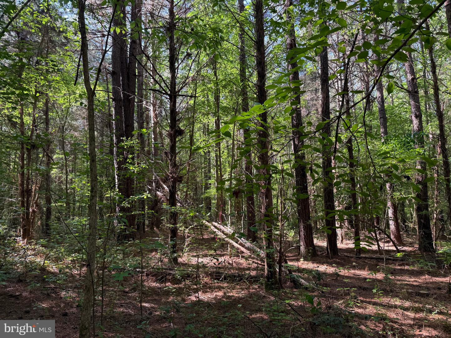 TBD CRAIG MILL RD, SOUTH HILL, Virginia 23970, ,Land,For sale,TBD CRAIG MILL RD,VALB2000044 MLS # VALB2000044