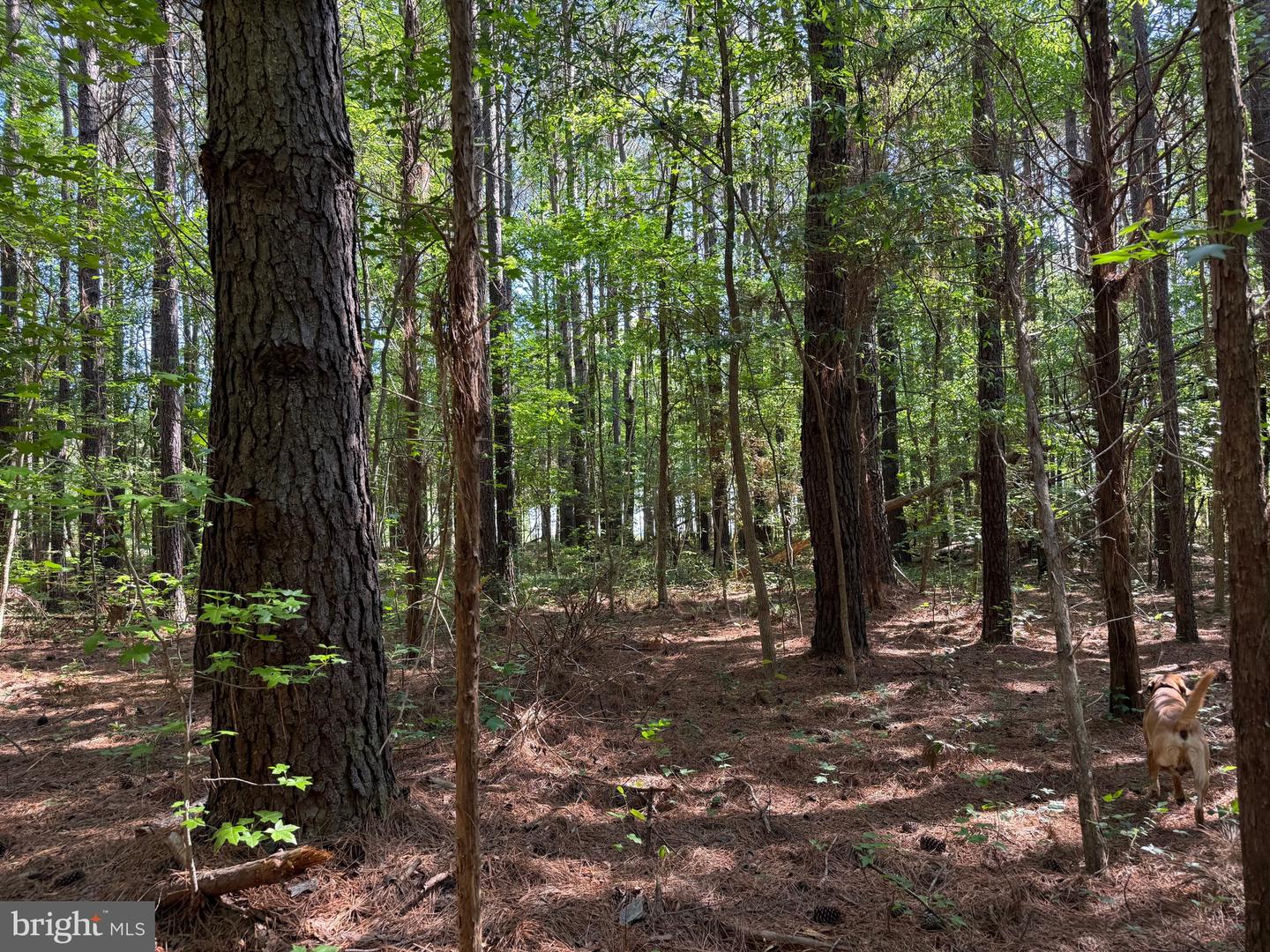 TBD CRAIG MILL RD, SOUTH HILL, Virginia 23970, ,Land,For sale,TBD CRAIG MILL RD,VALB2000044 MLS # VALB2000044