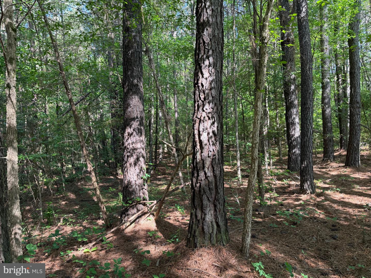 TBD CRAIG MILL RD, SOUTH HILL, Virginia 23970, ,Land,For sale,TBD CRAIG MILL RD,VALB2000044 MLS # VALB2000044