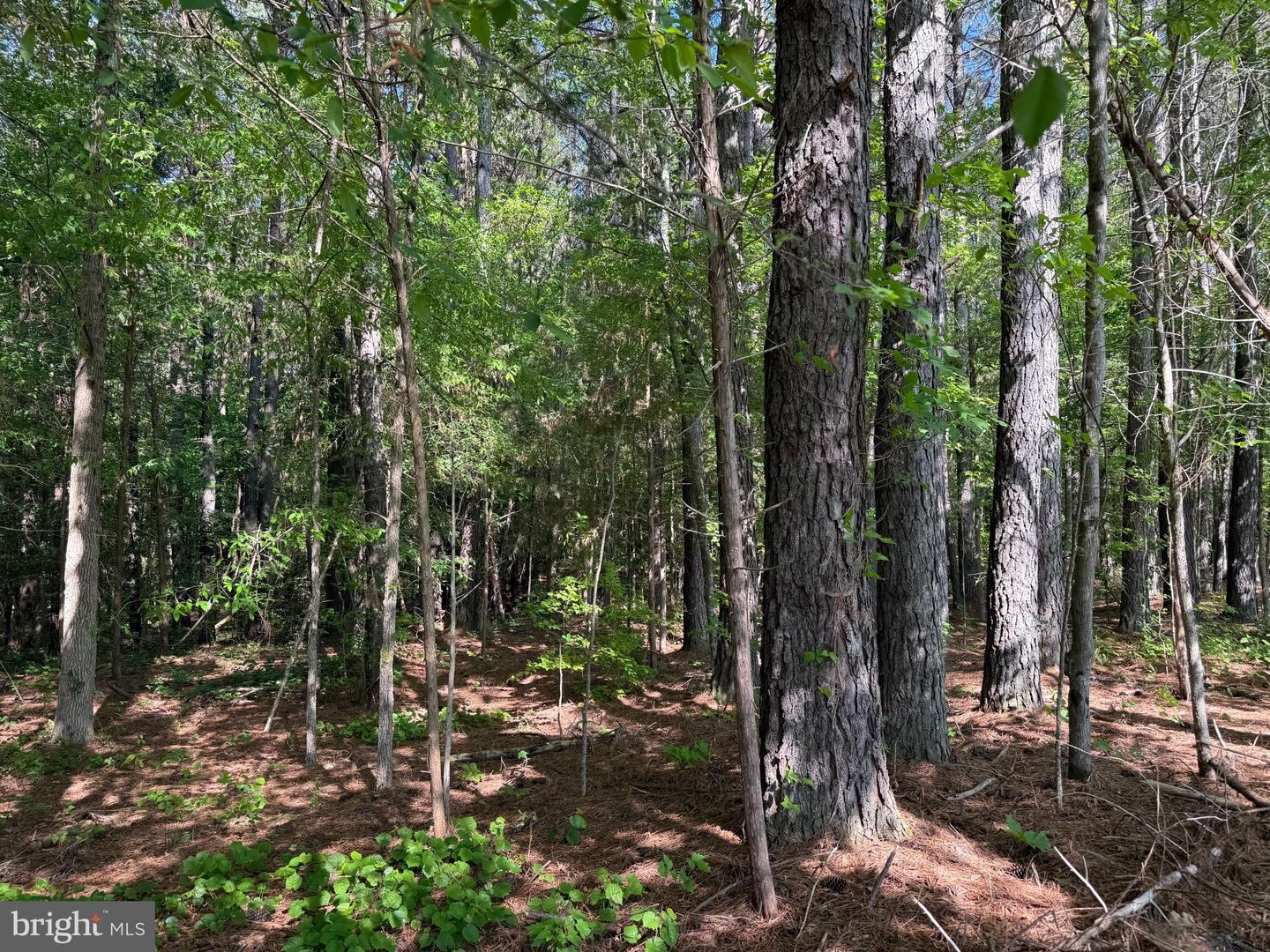 TBD CRAIG MILL RD, SOUTH HILL, Virginia 23970, ,Land,For sale,TBD CRAIG MILL RD,VALB2000044 MLS # VALB2000044