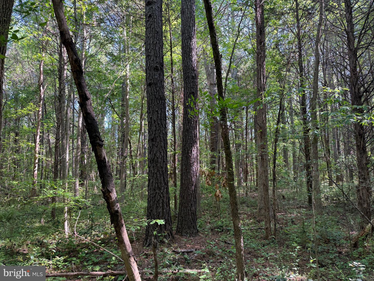 TD 2 CRAIG MILL RD, SOUTH HILL, Virginia 23970, ,Land,For sale,TD 2 CRAIG MILL RD,VALB2000046 MLS # VALB2000046