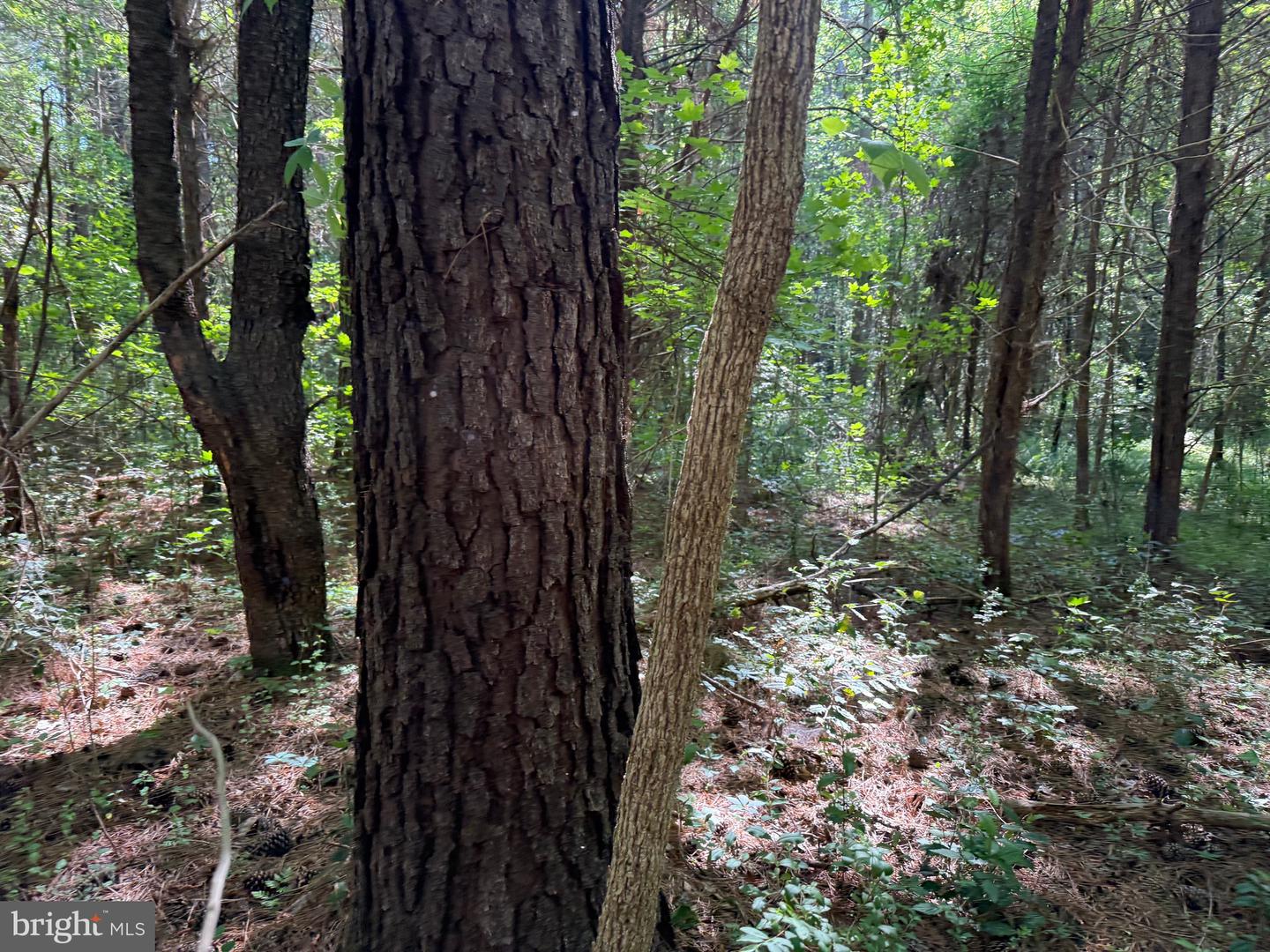 TD 2 CRAIG MILL RD, SOUTH HILL, Virginia 23970, ,Land,For sale,TD 2 CRAIG MILL RD,VALB2000046 MLS # VALB2000046
