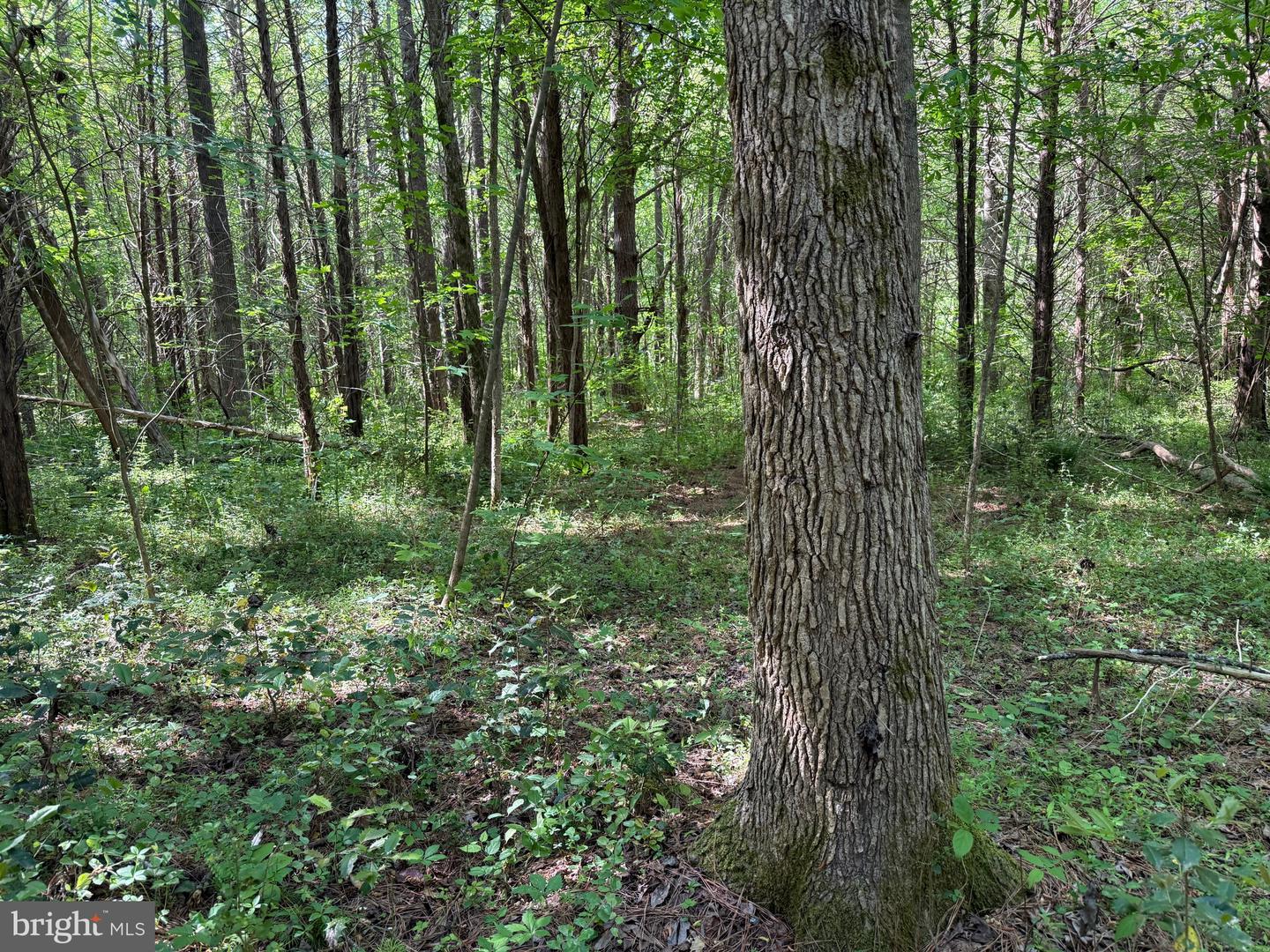 TD 2 CRAIG MILL RD, SOUTH HILL, Virginia 23970, ,Land,For sale,TD 2 CRAIG MILL RD,VALB2000046 MLS # VALB2000046