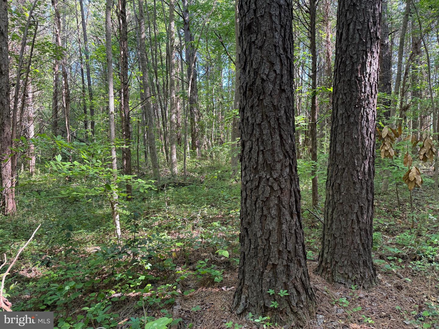 TD 2 CRAIG MILL RD, SOUTH HILL, Virginia 23970, ,Land,For sale,TD 2 CRAIG MILL RD,VALB2000046 MLS # VALB2000046