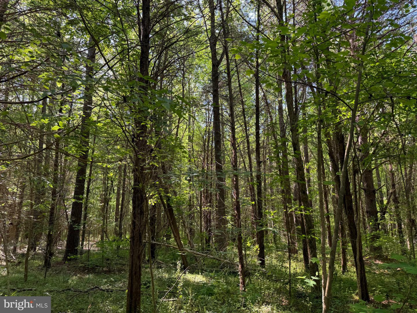 TD 2 CRAIG MILL RD, SOUTH HILL, Virginia 23970, ,Land,For sale,TD 2 CRAIG MILL RD,VALB2000046 MLS # VALB2000046