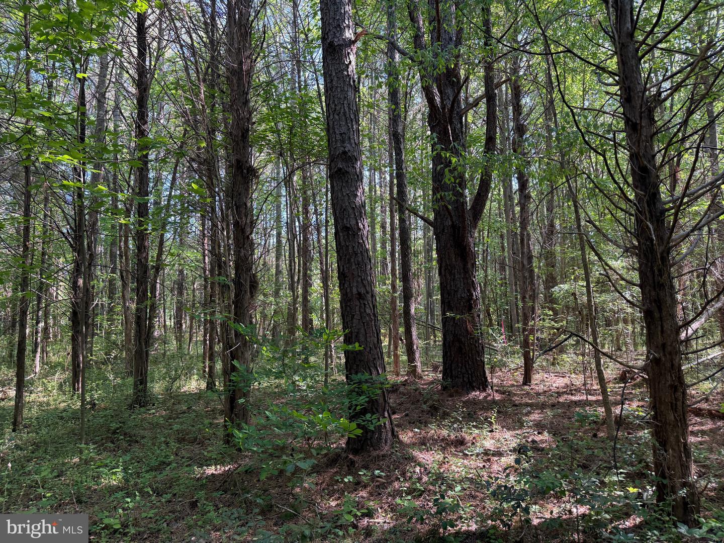 TD 2 CRAIG MILL RD, SOUTH HILL, Virginia 23970, ,Land,For sale,TD 2 CRAIG MILL RD,VALB2000046 MLS # VALB2000046