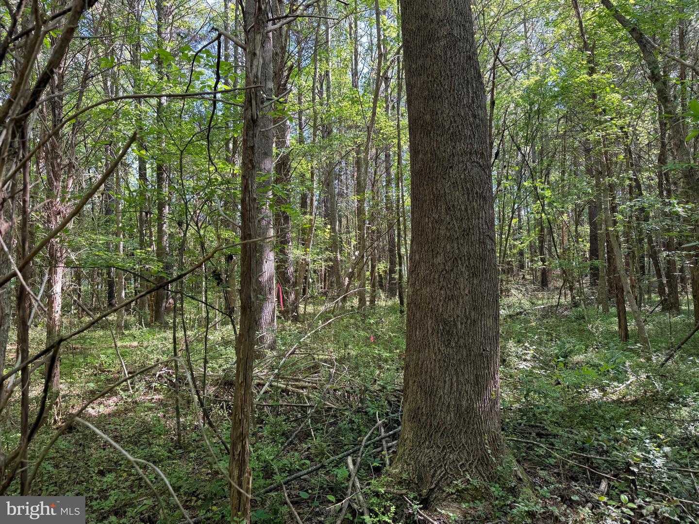 TD 2 CRAIG MILL RD, SOUTH HILL, Virginia 23970, ,Land,For sale,TD 2 CRAIG MILL RD,VALB2000046 MLS # VALB2000046