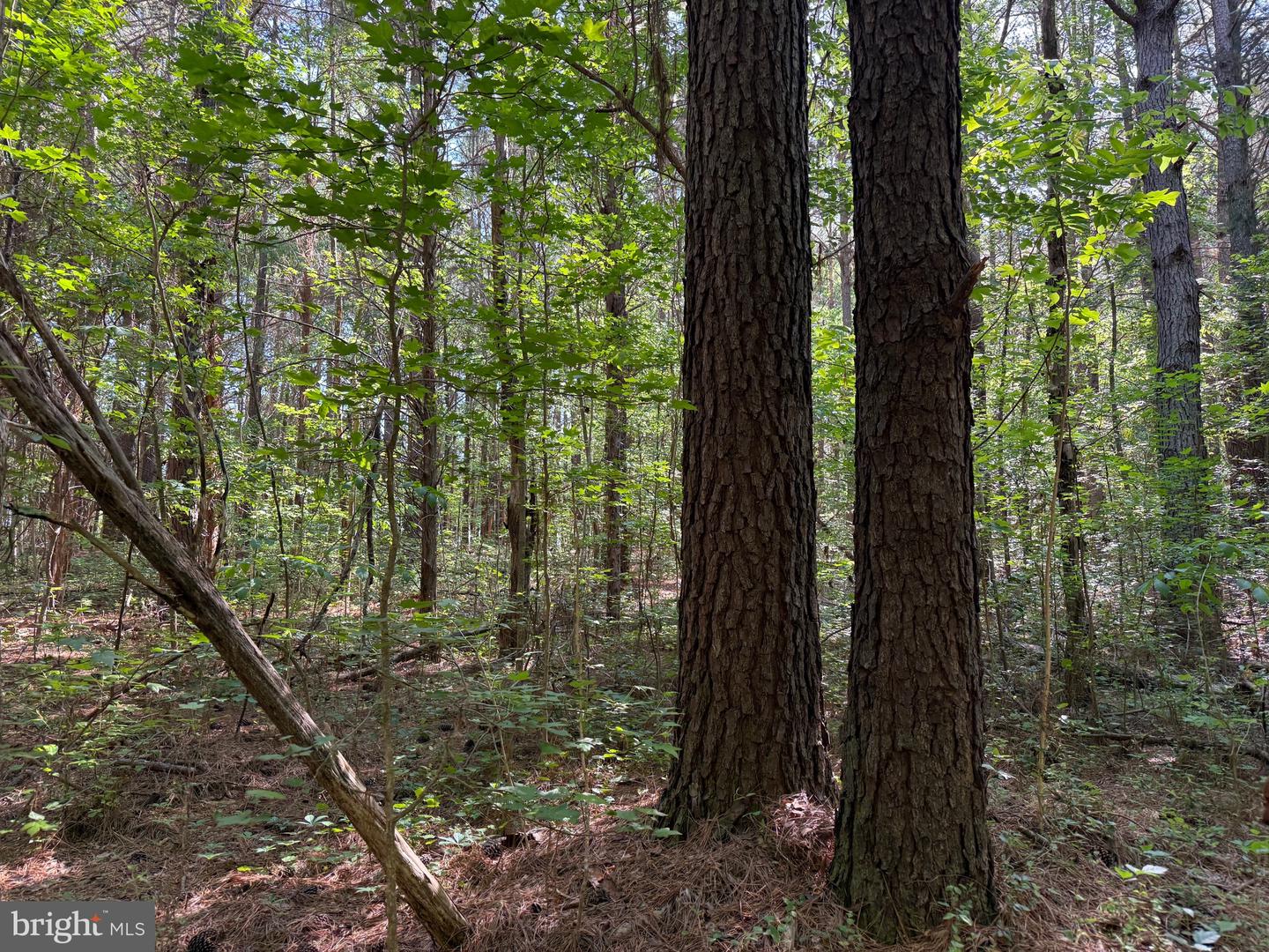 TD 2 CRAIG MILL RD, SOUTH HILL, Virginia 23970, ,Land,For sale,TD 2 CRAIG MILL RD,VALB2000046 MLS # VALB2000046