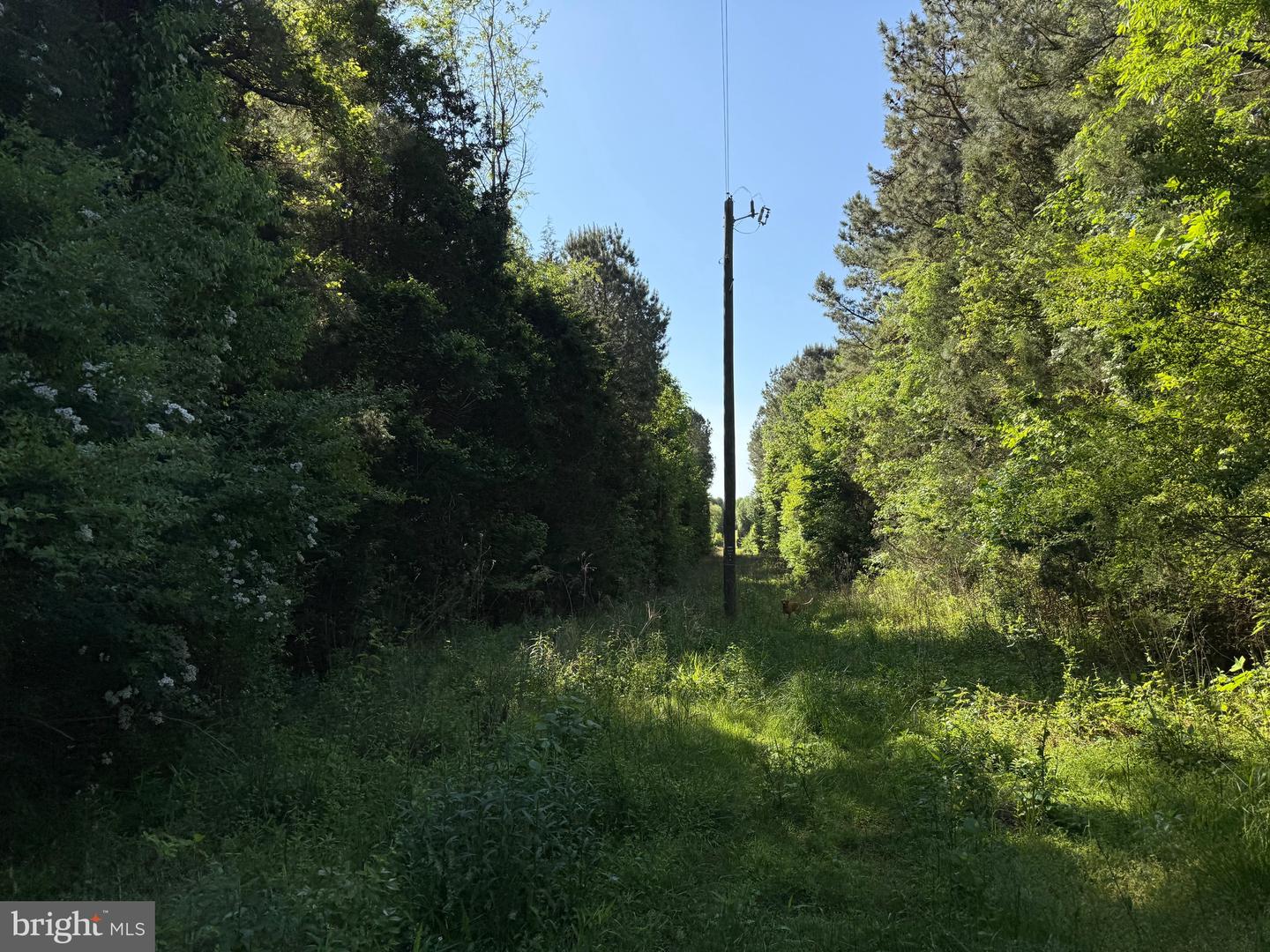 TD 2 CRAIG MILL RD, SOUTH HILL, Virginia 23970, ,Land,For sale,TD 2 CRAIG MILL RD,VALB2000046 MLS # VALB2000046