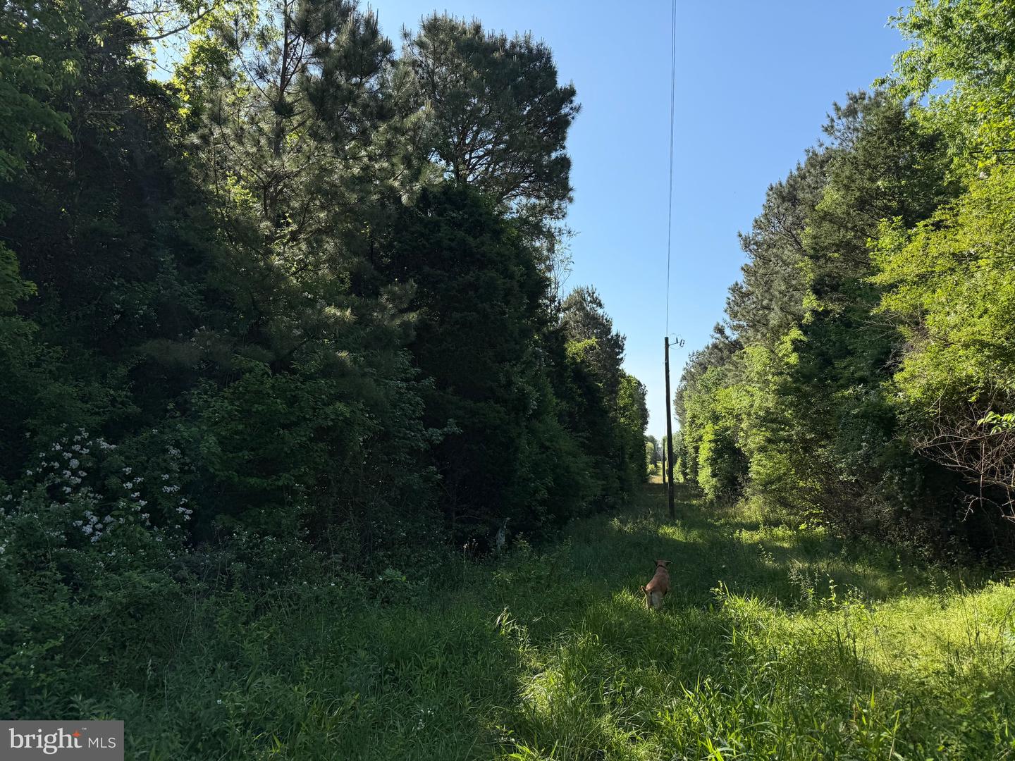 TD 2 CRAIG MILL RD, SOUTH HILL, Virginia 23970, ,Land,For sale,TD 2 CRAIG MILL RD,VALB2000046 MLS # VALB2000046