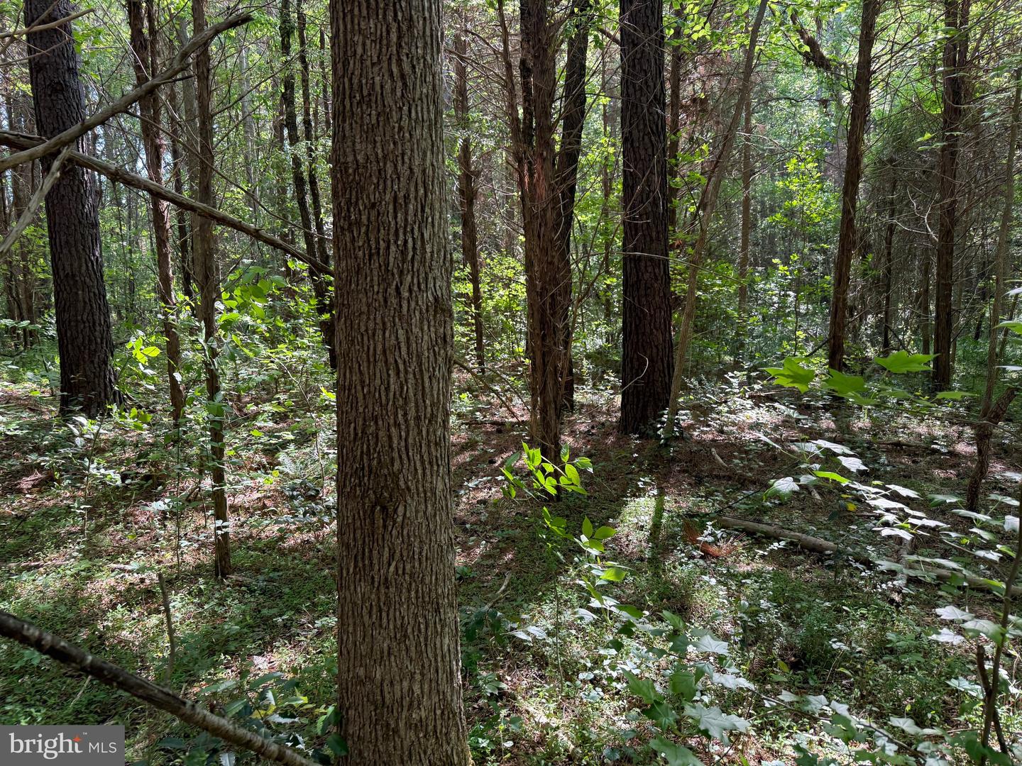 TD 2 CRAIG MILL RD, SOUTH HILL, Virginia 23970, ,Land,For sale,TD 2 CRAIG MILL RD,VALB2000046 MLS # VALB2000046