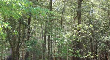 1780 YEOMAN CT, GREENBACKVILLE, Virginia 23356, ,Land,For sale,1780 YEOMAN CT,VAAC2001838 MLS # VAAC2001838