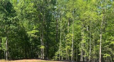 MALLORYS FORD RD, GORDONSVILLE, Virginia 22942, ,Land,For sale,MALLORYS FORD RD,VAOR2009564 MLS # VAOR2009564