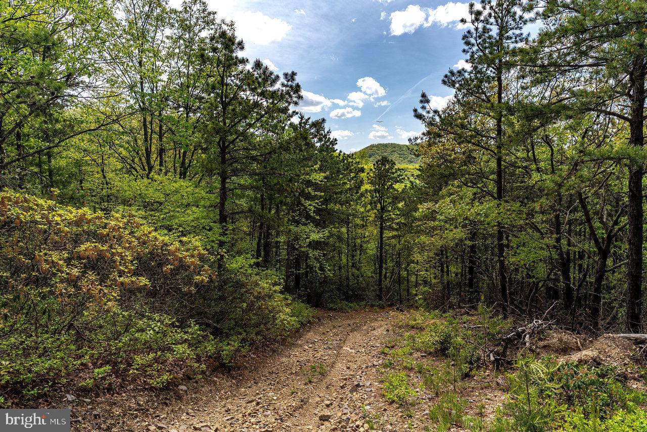 1797 CUBBAGE HOLLOW ROAD, STANLEY, Virginia 22851, ,Farm,For sale,1797 CUBBAGE HOLLOW ROAD,VAPA2004864 MLS # VAPA2004864