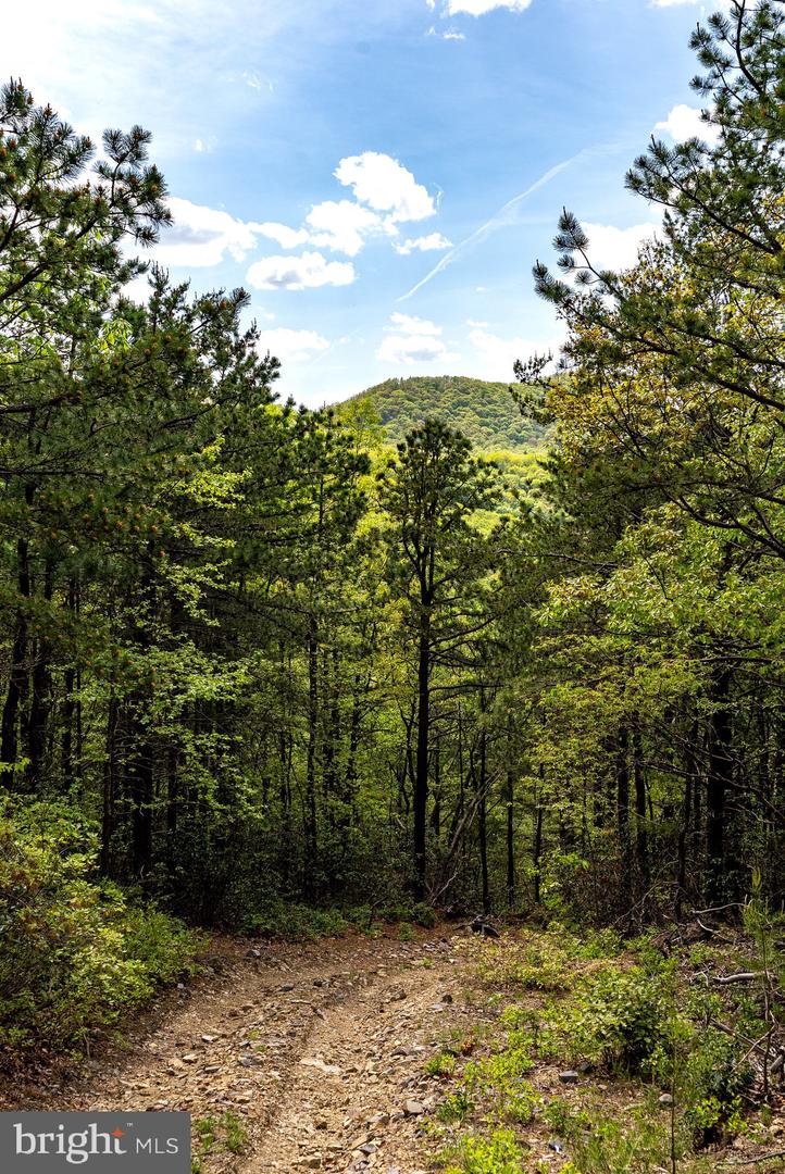 1797 CUBBAGE HOLLOW ROAD, STANLEY, Virginia 22851, ,Farm,For sale,1797 CUBBAGE HOLLOW ROAD,VAPA2004864 MLS # VAPA2004864
