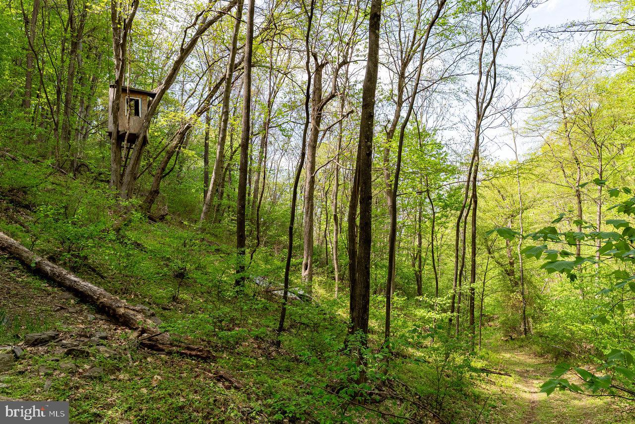 1797 CUBBAGE HOLLOW ROAD, STANLEY, Virginia 22851, ,Farm,For sale,1797 CUBBAGE HOLLOW ROAD,VAPA2004864 MLS # VAPA2004864
