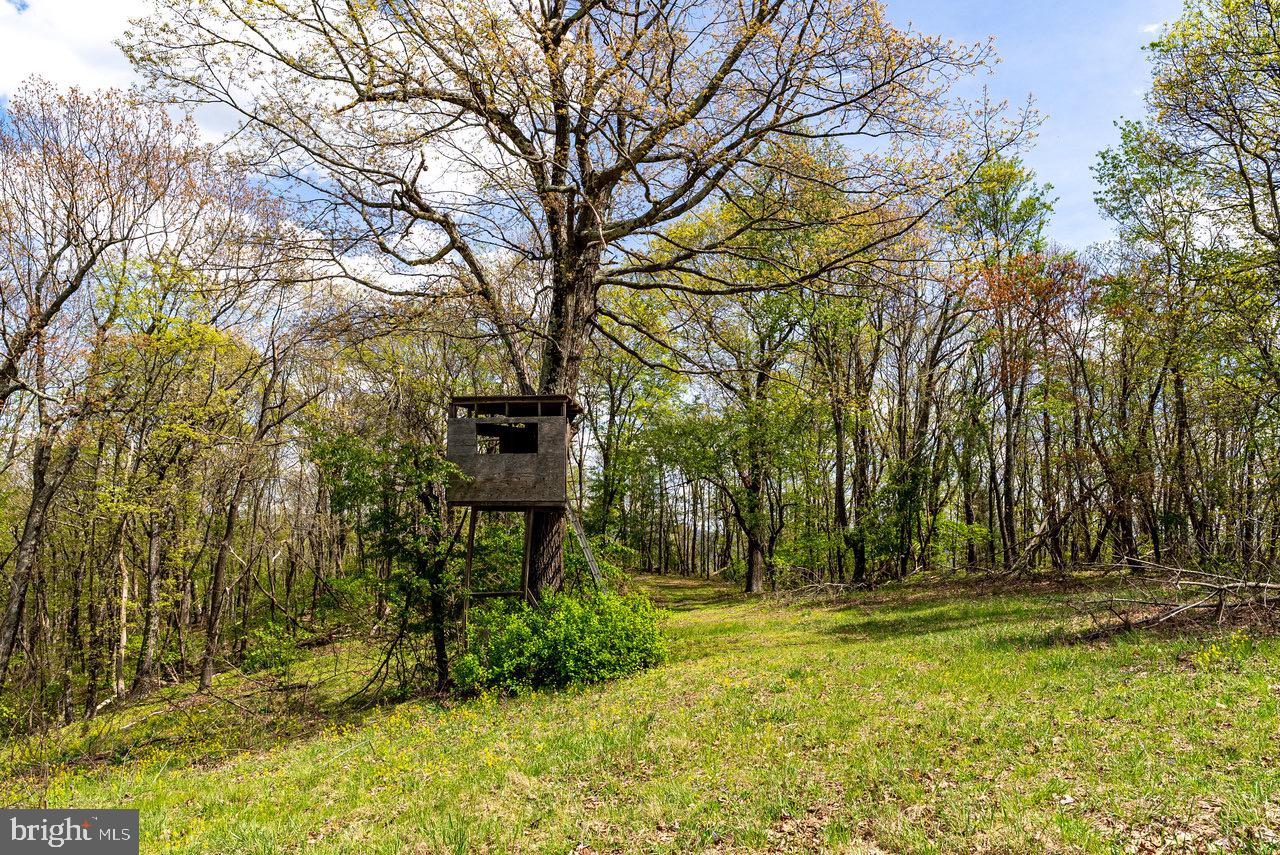1797 CUBBAGE HOLLOW ROAD, STANLEY, Virginia 22851, ,Farm,For sale,1797 CUBBAGE HOLLOW ROAD,VAPA2004864 MLS # VAPA2004864