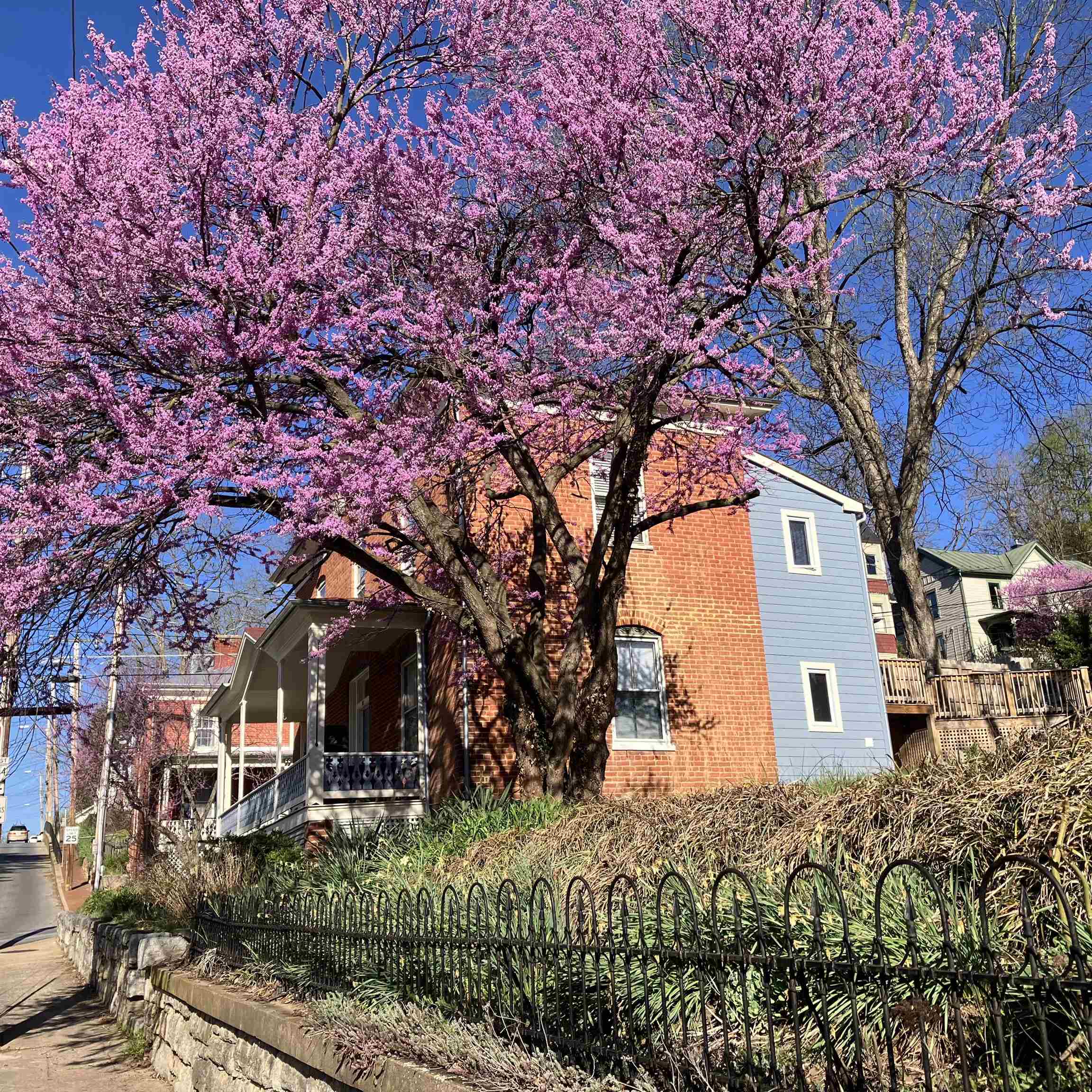 519 W FREDERICK ST, STAUNTON, Virginia 24401, 3 Bedrooms Bedrooms, ,4 BathroomsBathrooms,Residential,519 W FREDERICK ST,664030 MLS # 664030