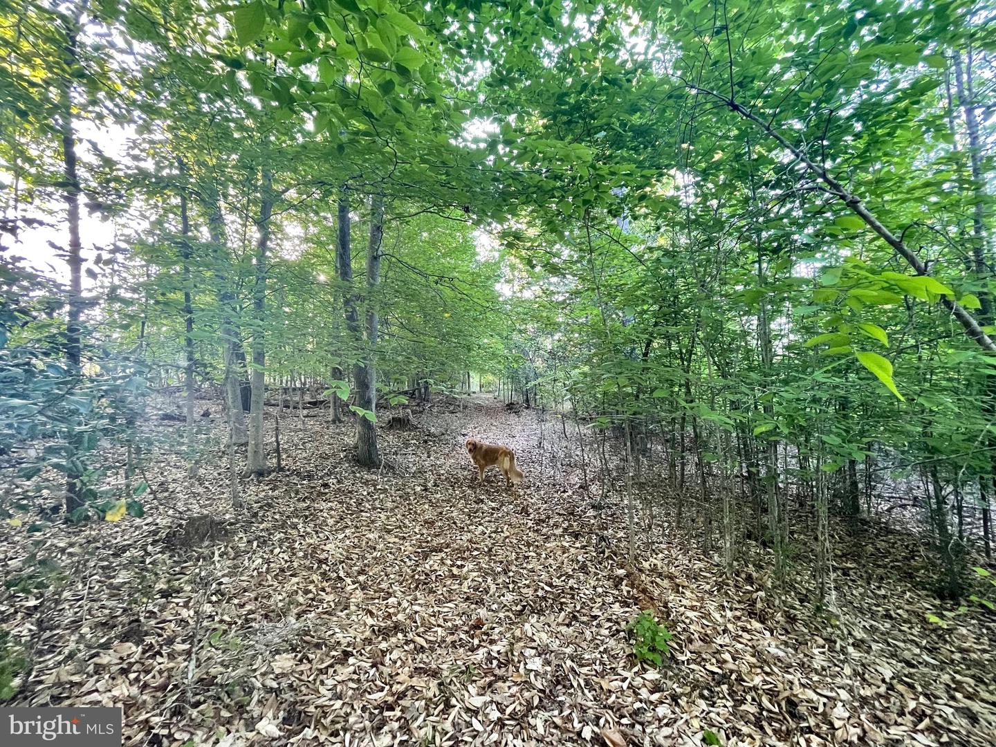 LOT 3 DEER MOUNTAIN RD, FREDERICKSBURG, Virginia 22407, ,Land,For sale,LOT 3 DEER MOUNTAIN RD,VASP2032820 MLS # VASP2032820