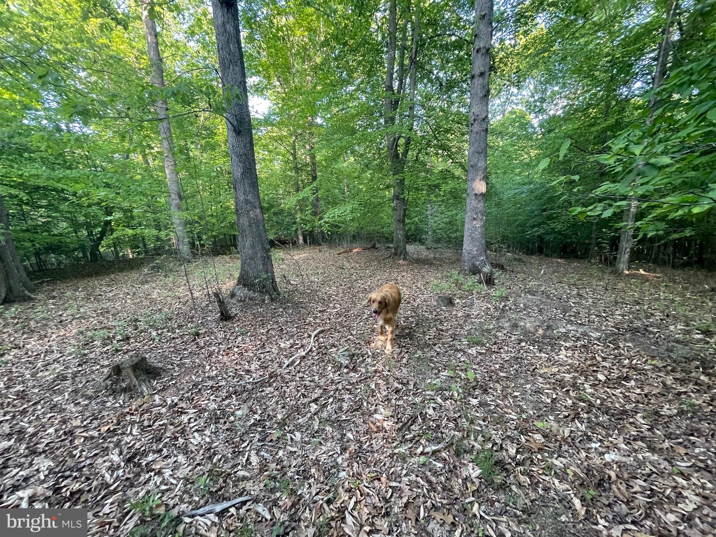 LOT 3 DEER MOUNTAIN RD, FREDERICKSBURG, Virginia 22407, ,Land,For sale,LOT 3 DEER MOUNTAIN RD,VASP2032820 MLS # VASP2032820