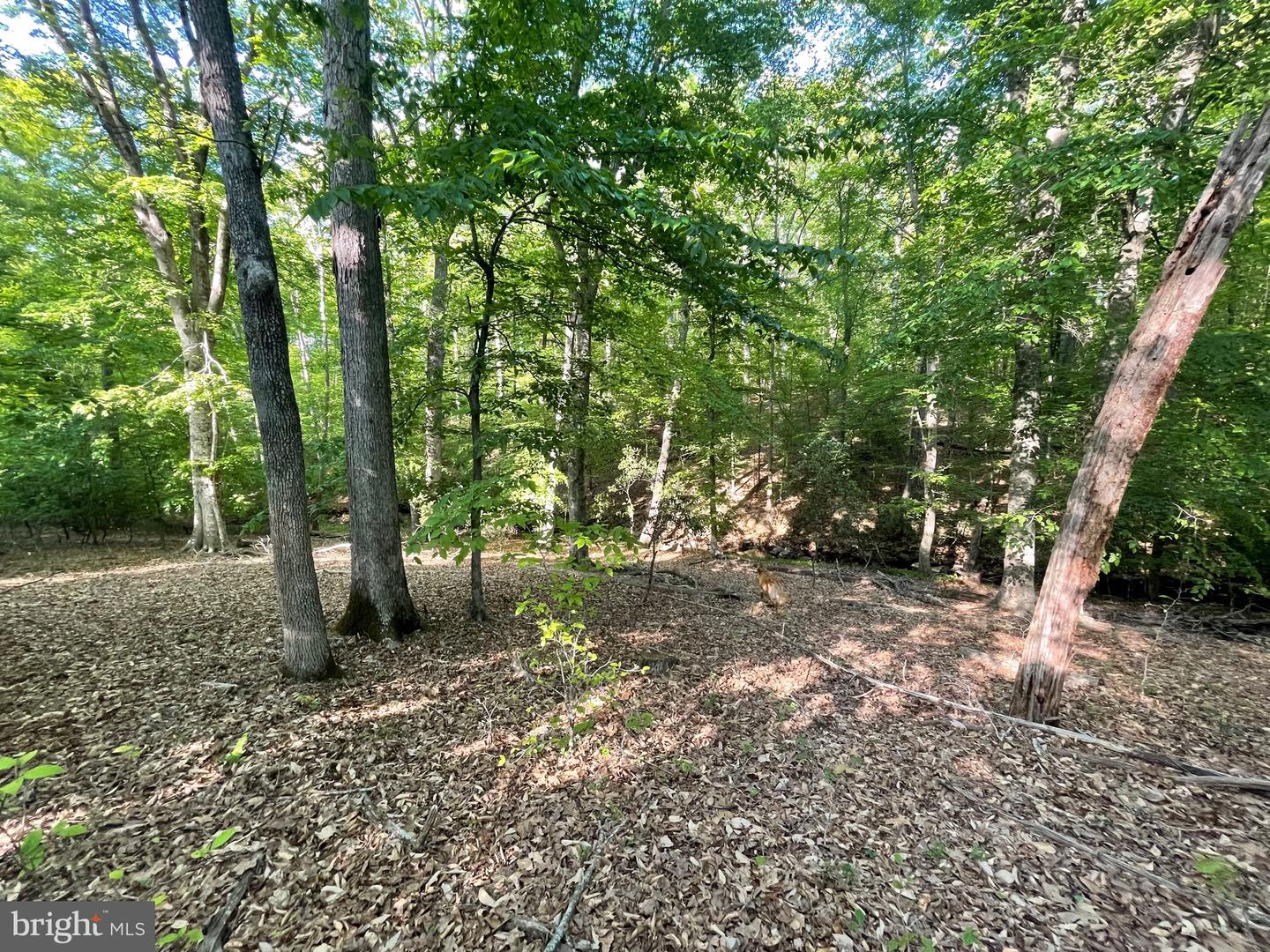 LOT 3 DEER MOUNTAIN RD, FREDERICKSBURG, Virginia 22407, ,Land,For sale,LOT 3 DEER MOUNTAIN RD,VASP2032820 MLS # VASP2032820