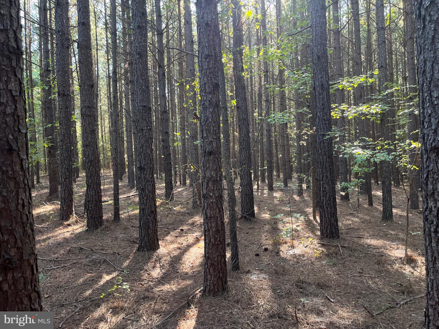 1 TBD RICEVILLE RD, GRETNA, Virginia 24557, ,Land,For sale,1 TBD RICEVILLE RD,VAPI2000086 MLS # VAPI2000086