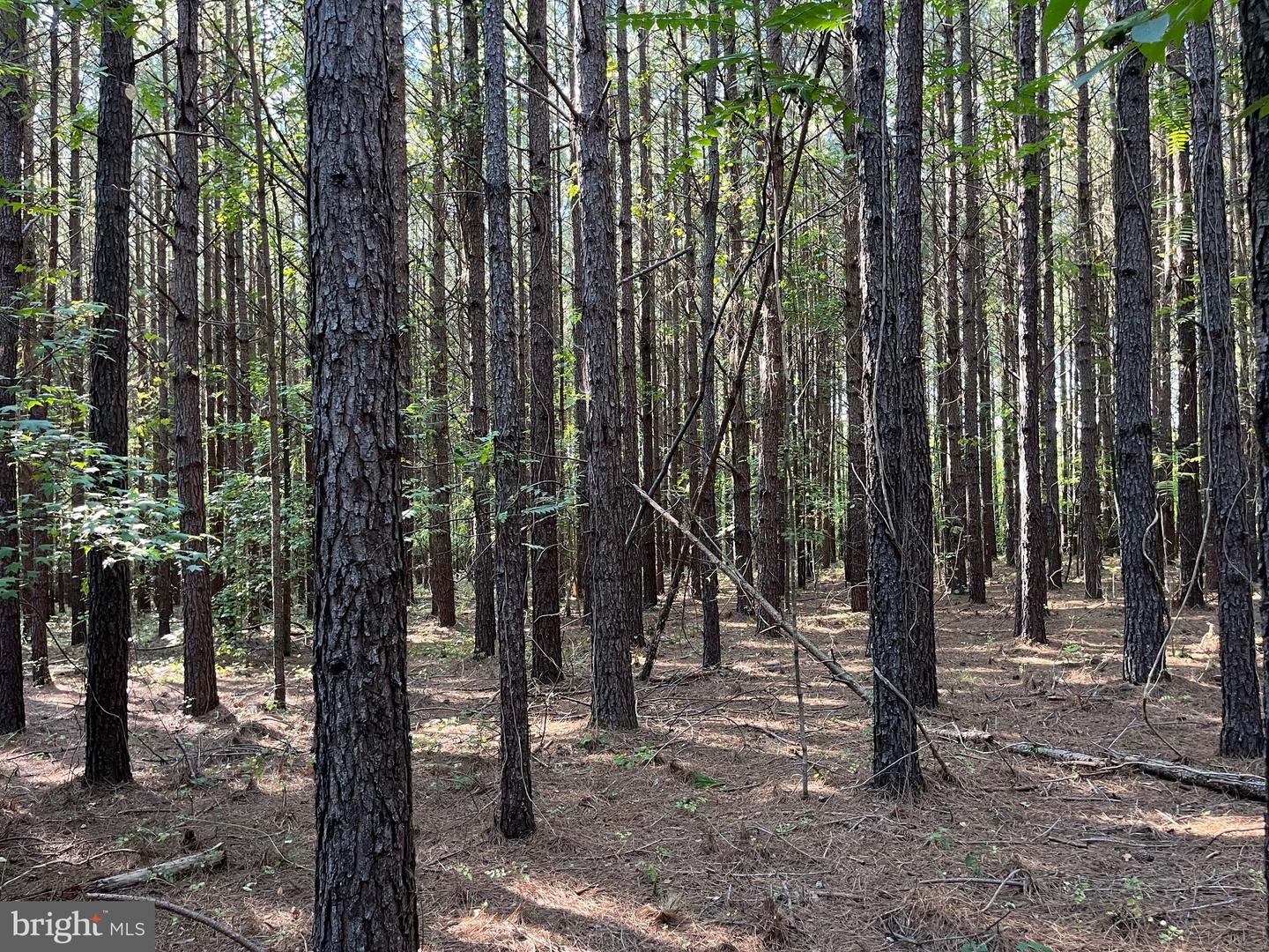 1 TBD RICEVILLE RD, GRETNA, Virginia 24557, ,Land,For sale,1 TBD RICEVILLE RD,VAPI2000086 MLS # VAPI2000086